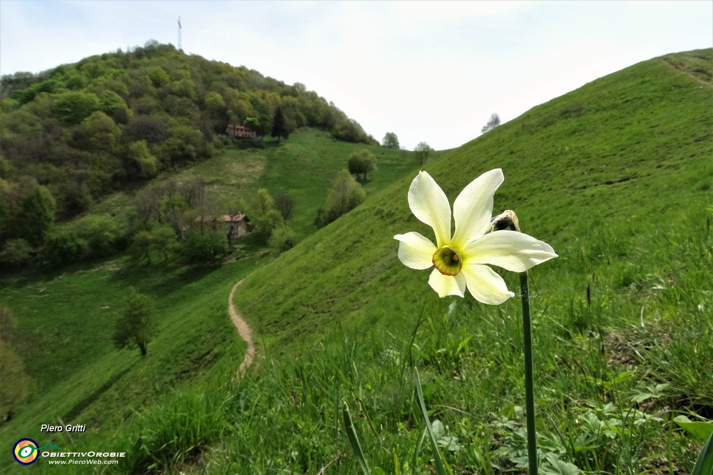 71 Narciso con vista in cima Canto Alto.JPG